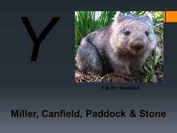 Image of hairy-nosed wombats