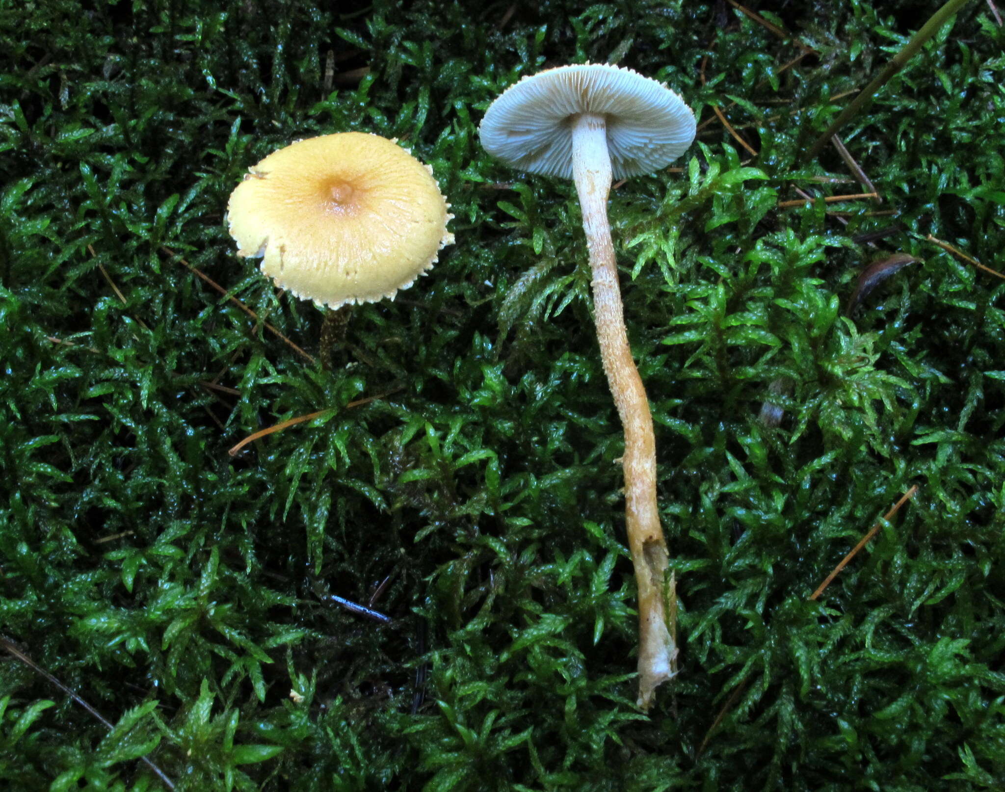 Image de Cystoderma amianthinum var. rugosoreticulatum (F. Lorinser) Bon