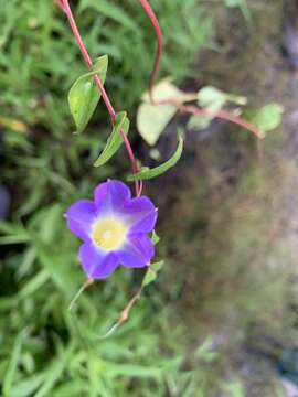 Image of Ipomoea aristolochiifolia (Kunth) G. Don