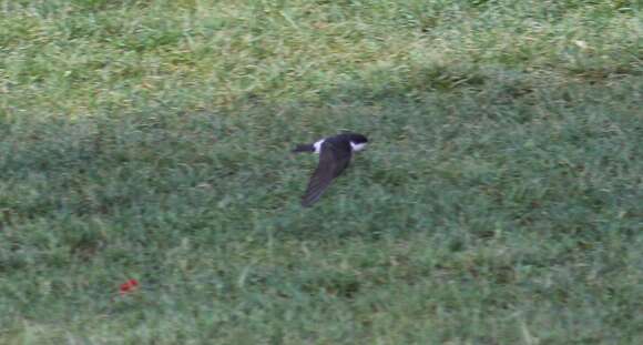 Image of Chilean Swallow