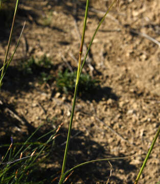 Image of Chrysopogon gryllus (L.) Trin.