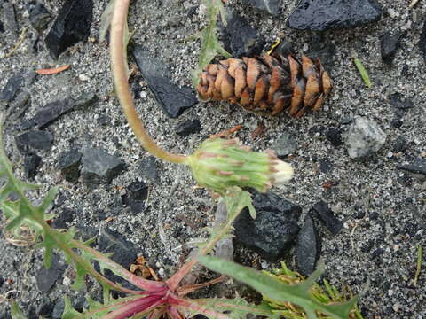 Image of Horned Dandelion