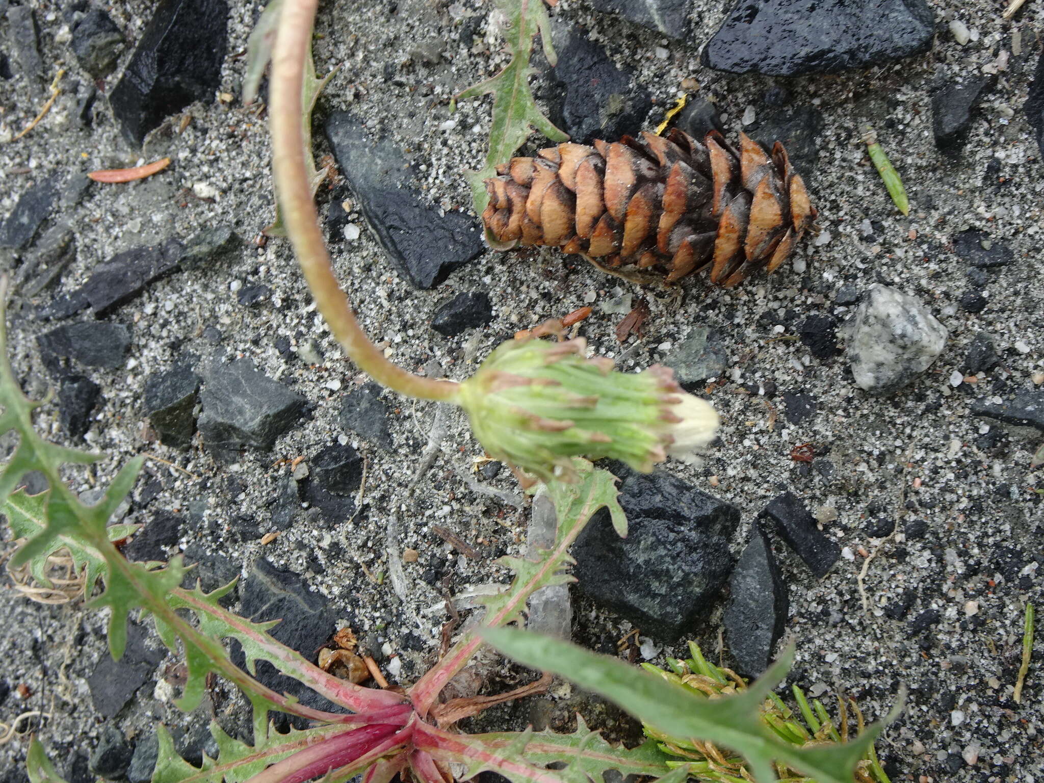 Image of Horned Dandelion