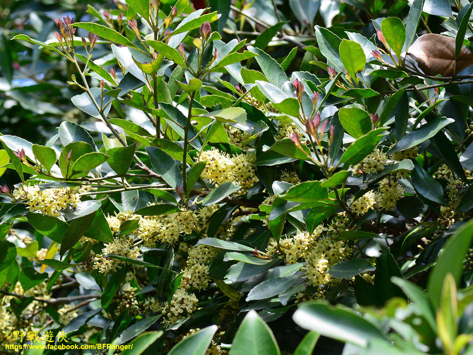 Слика од Ilex uraiensis Yamam.