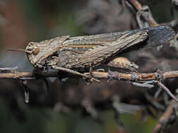 Image of Morphacris fasciata (Thunberg 1815)