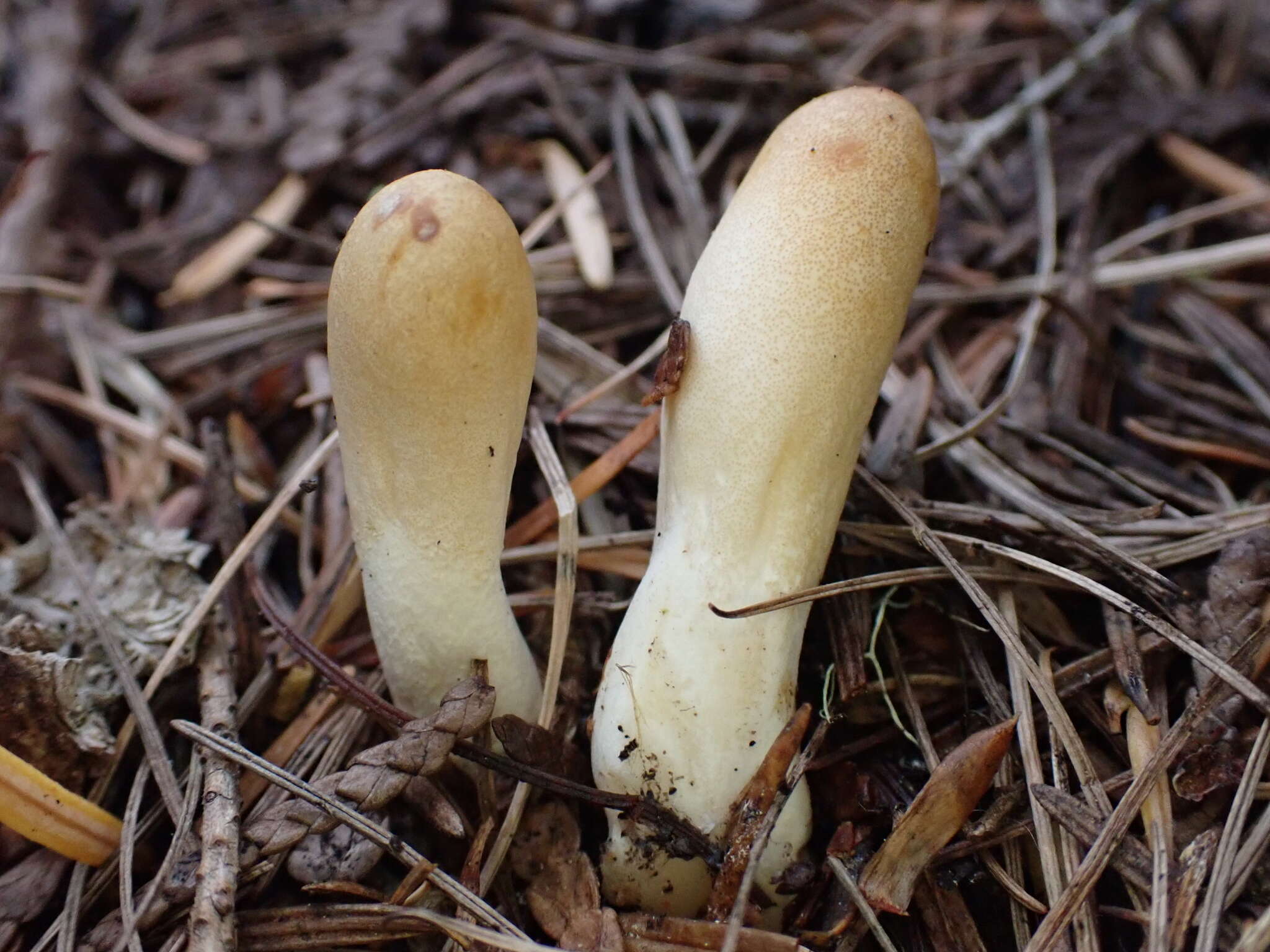 Image of Trichoderma leucopus Jaklitsch 2011