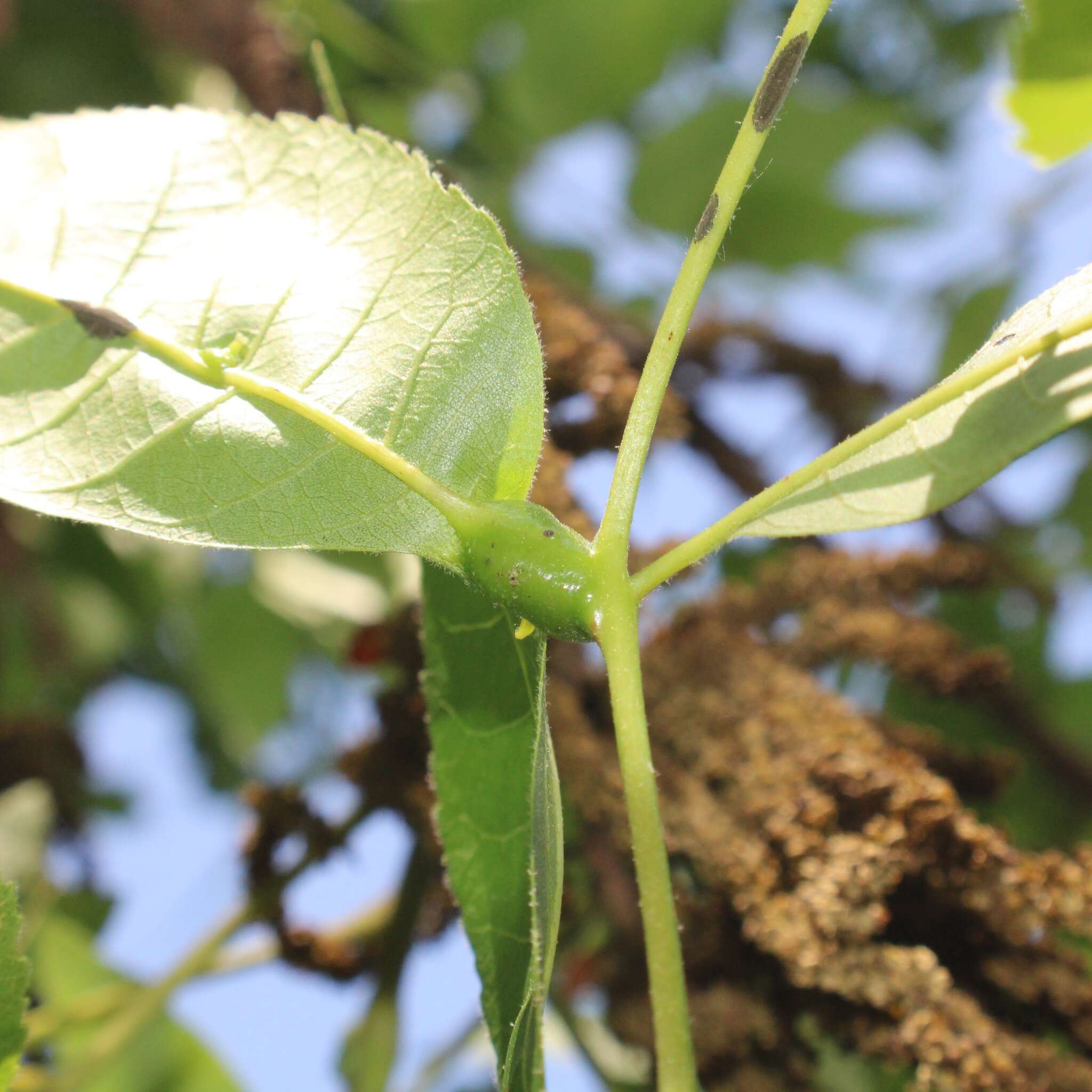 Phylloxera devastatrix Pergande 1904的圖片