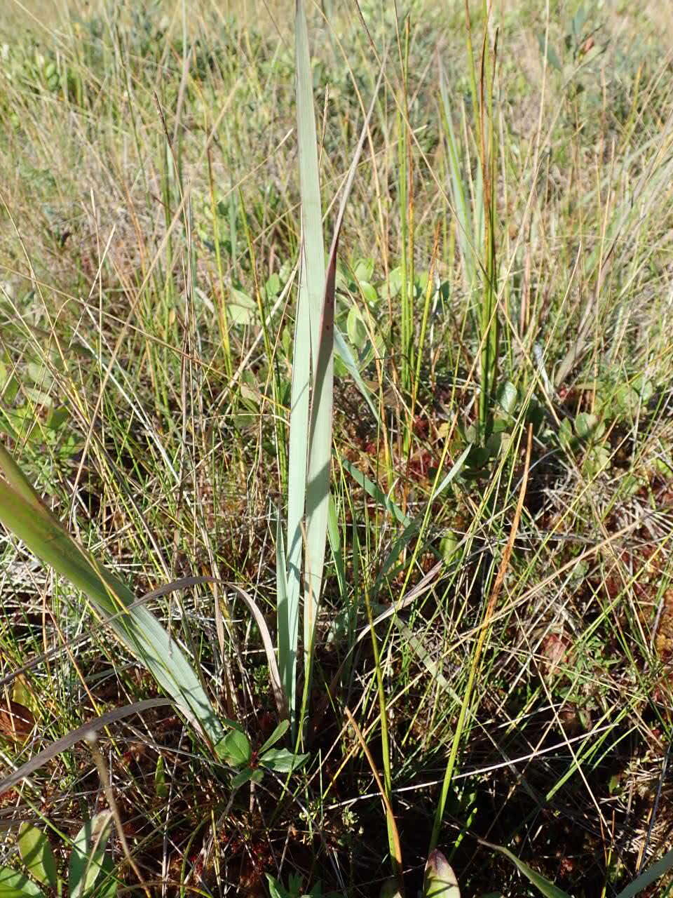 Calamagrostis pickeringii A. Gray的圖片