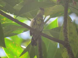 Image of Copper-throated Sunbird