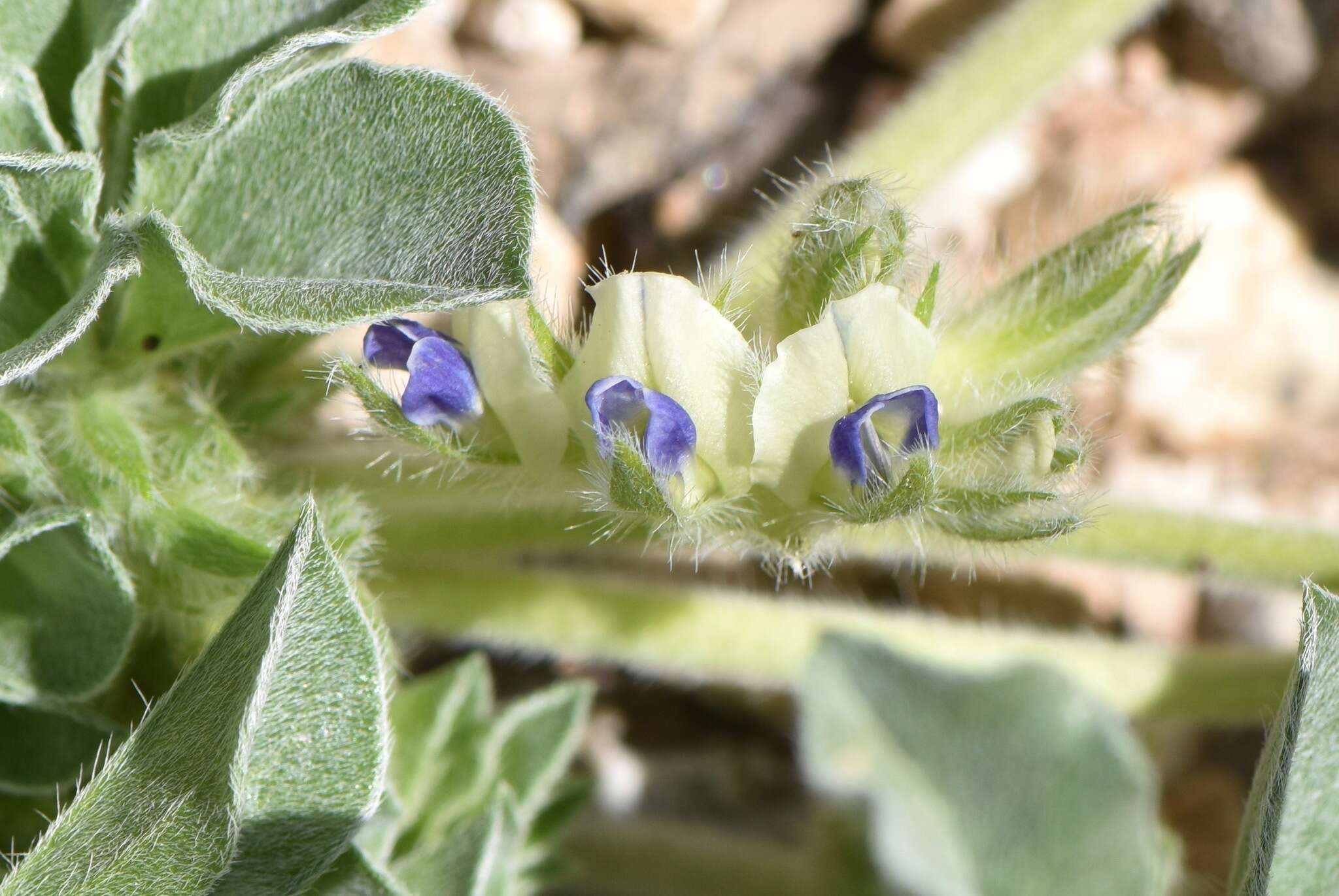 Sivun Psoralea castorea S. Watson kuva