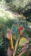 Image of Hedychium spicatum Sm.