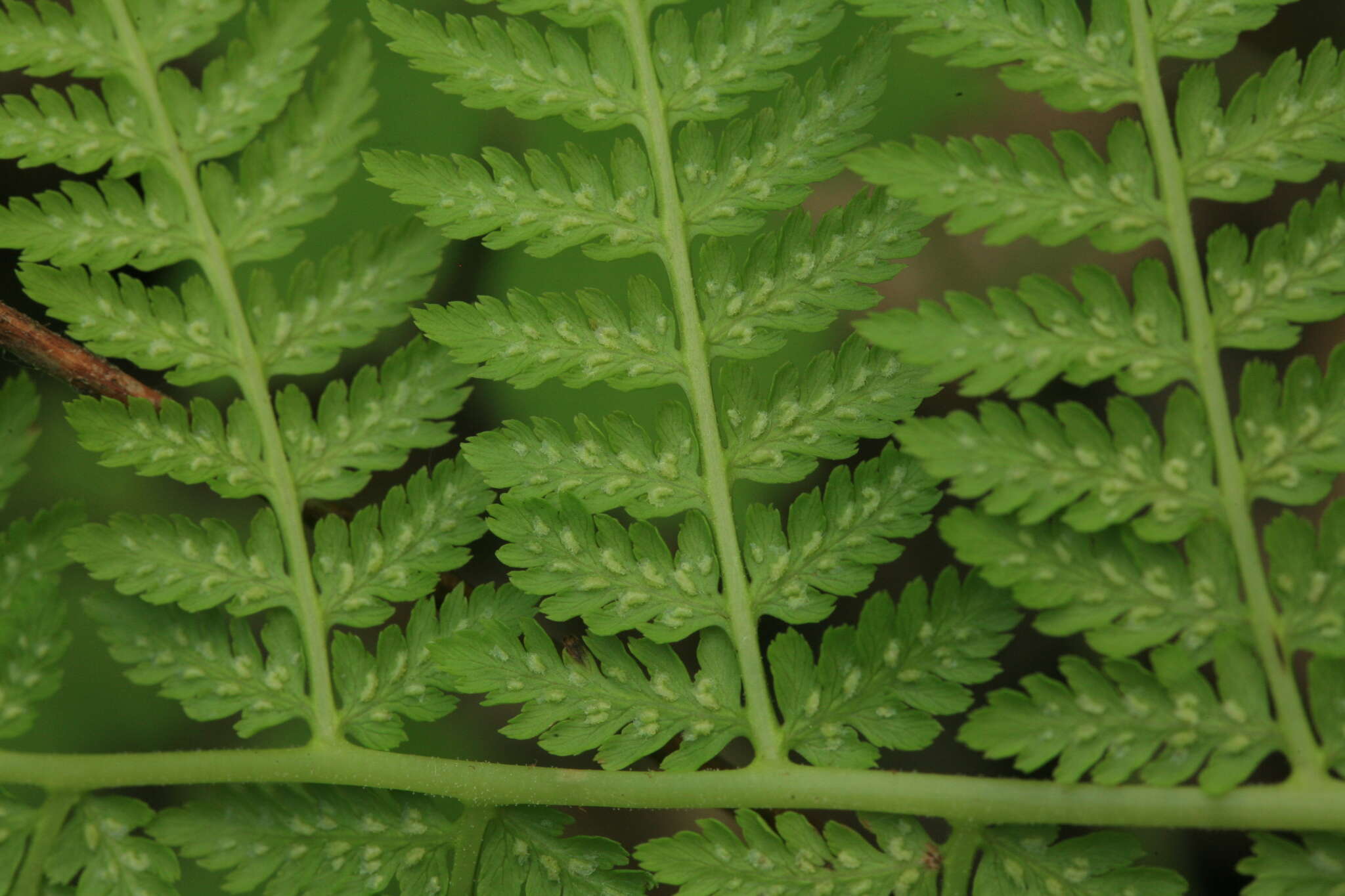 Image of Athyrium brevifrons Nakai ex Kitag.