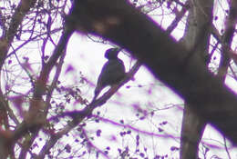 Image of Black Woodpecker