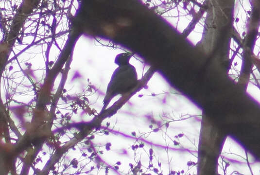 Image of Black Woodpecker