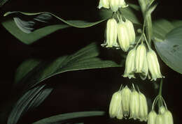 Image de Polygonatum biflorum (Walter) Elliott