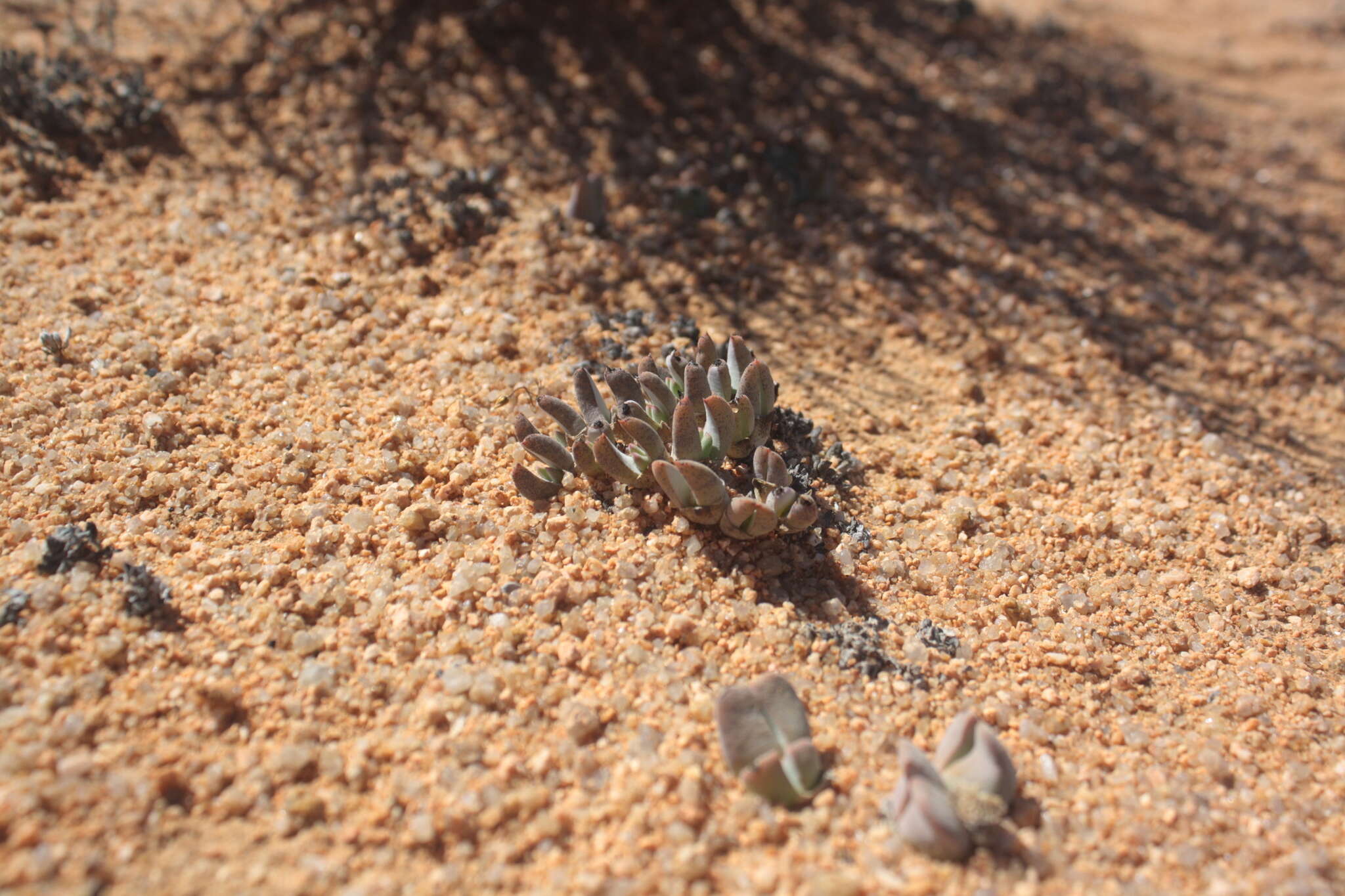 Image of Cheiridopsis gamoepensis S. A. Hammer