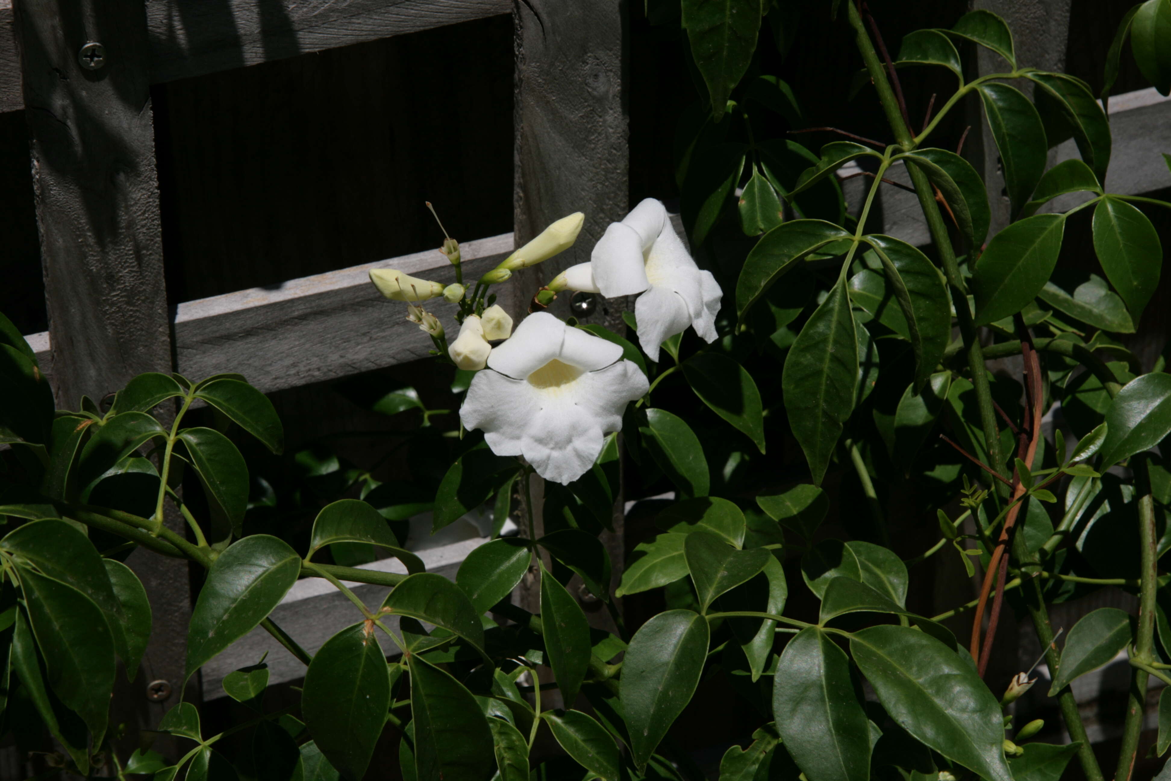 Image of Native Jasmine