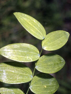 Image de Polygonatum biflorum (Walter) Elliott