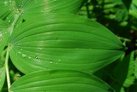 Image of smooth Solomon's seal