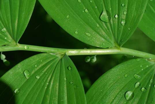 Image of smooth Solomon's seal