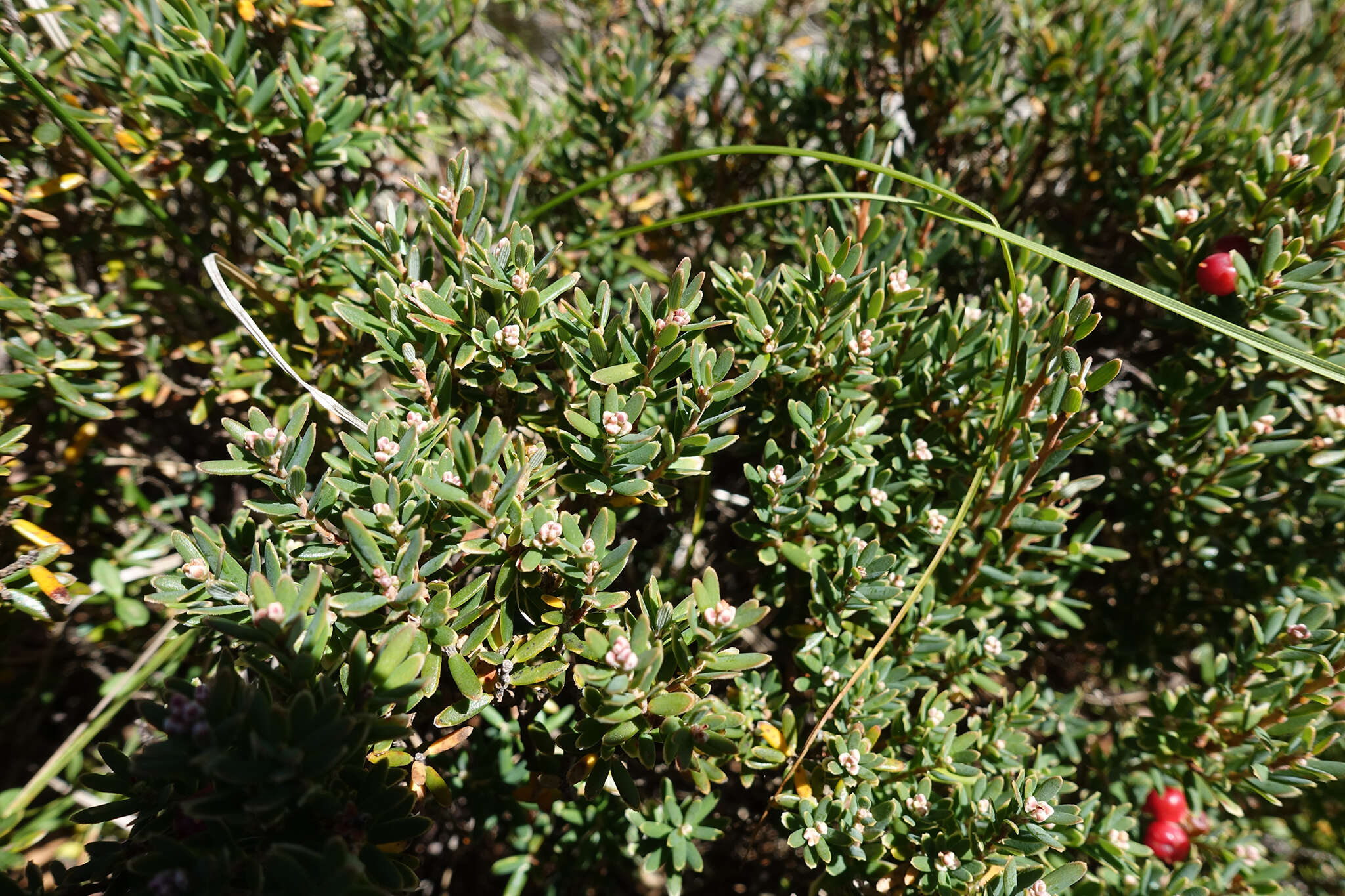 Image of Acrothamnus hookeri (Sond.) Quinn