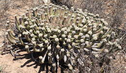 Image of Euphorbia esculenta Marloth