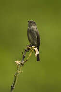 Image of Dark-sided Flycatcher