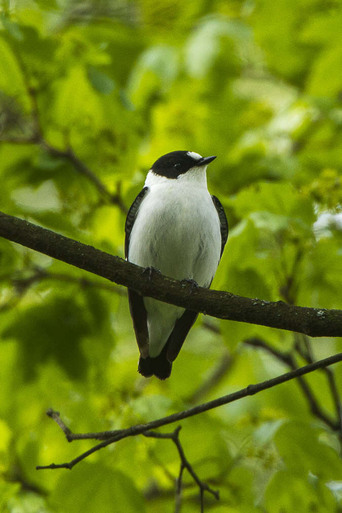 Image of Collared Flycatcher