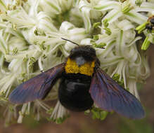 Plancia ëd Xylocopa flavicollis (De Geer 1778)