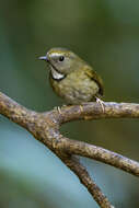 Image of White-gorgeted Flycatcher