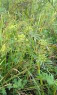 Image of Water parsnip