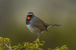 Image of Himalayan Rubythroat