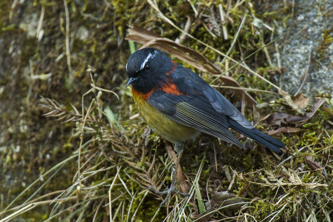 Image of Collared Bush Robin