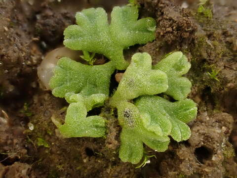 Image of Riccia glauca L.