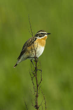 Image of Whinchat