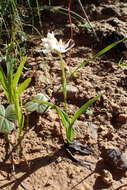 Image of Wurmbea punctata (L.) J. C. Manning & Vinn.