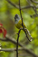 Image of Canary-flycatcher