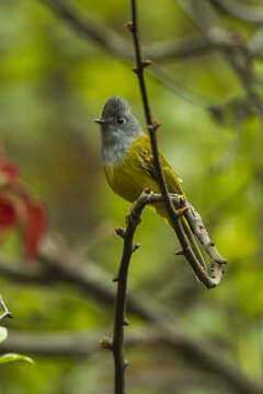 Image of Canary-flycatcher