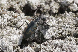 Image of Short-legged Tiger Beetle