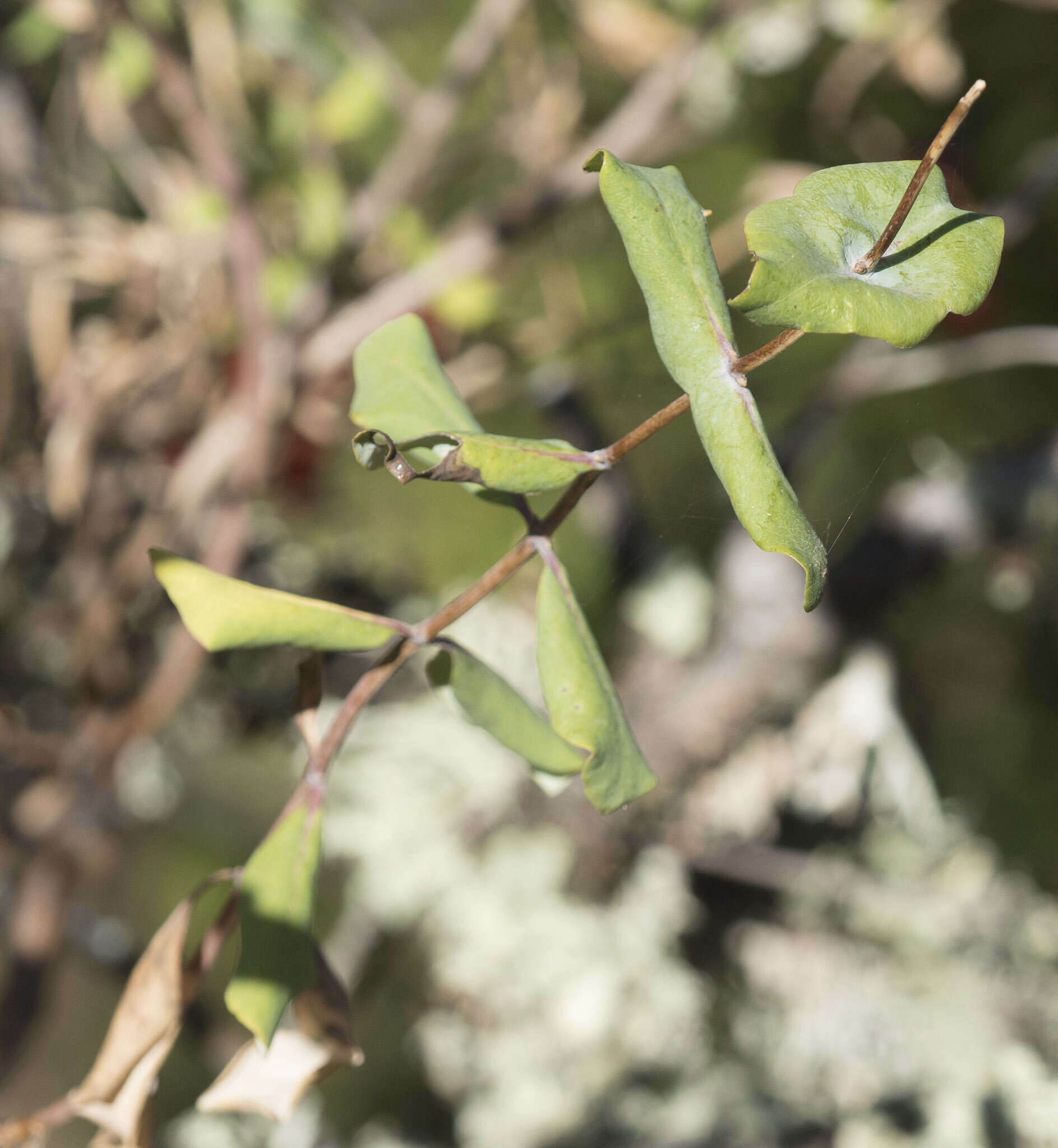 Image of chaparral honeysuckle