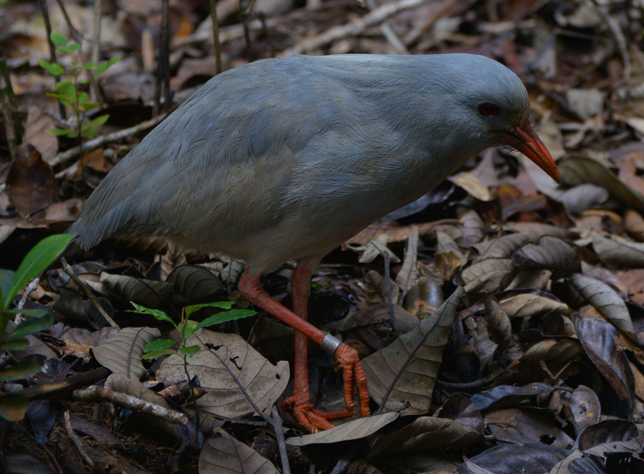 Image de Rhynochetidae