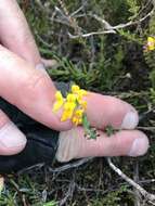 Слика од Genista anglica L.