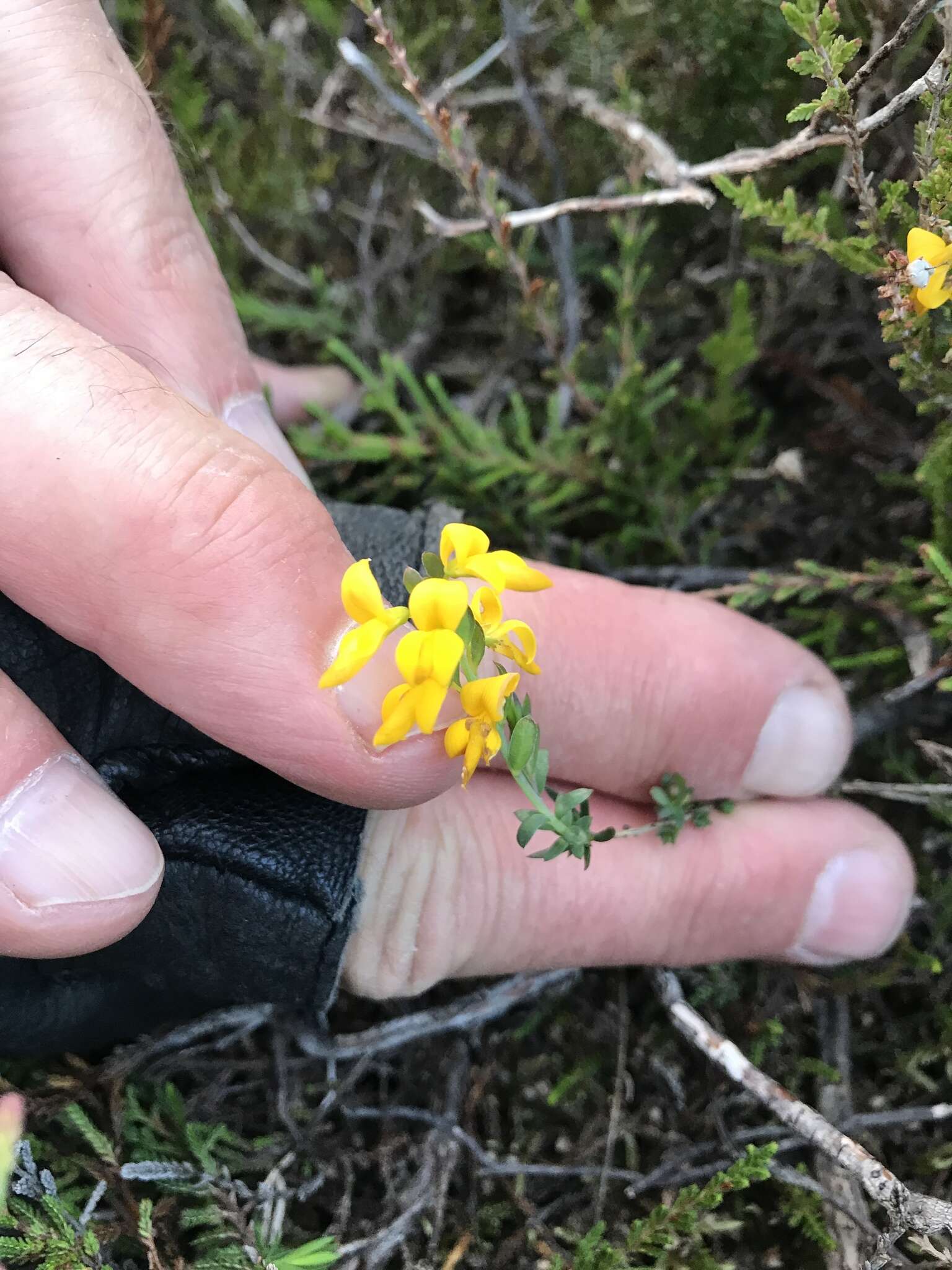 Слика од Genista anglica L.