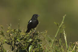 Image of Sooty Chat