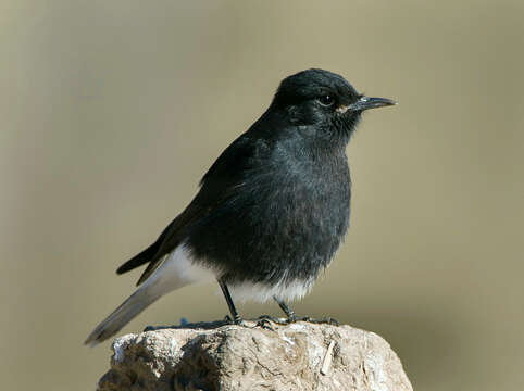 Image of Black Wheatear