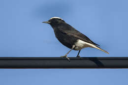 Image of White-crowned Black Wheatear