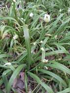 Image of few-flowered leek