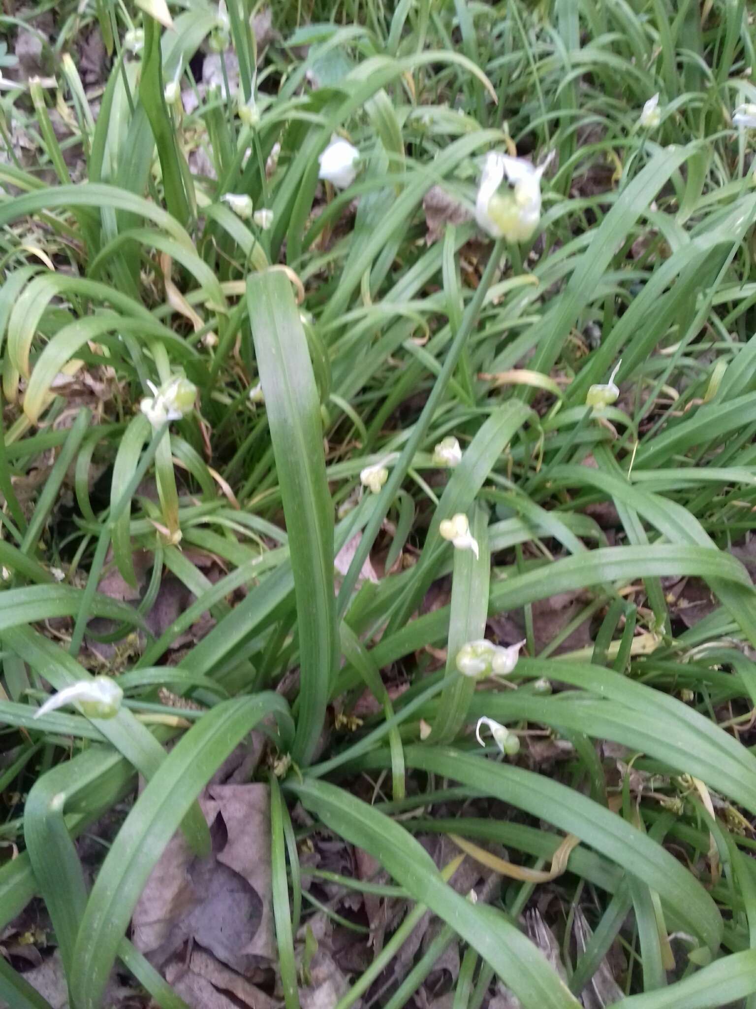 Image of few-flowered leek