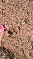 Image of Maricopa Harvester Ant