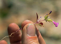 Image of Layne's monkeyflower